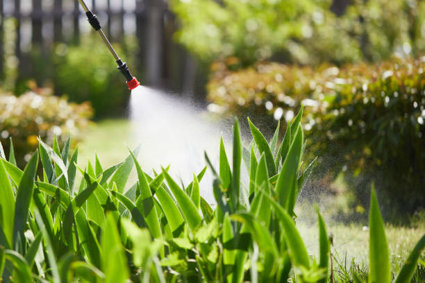 24/7 Emergency Termite Control experts in Plains, MT