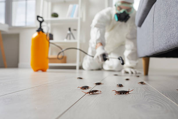 Affordable Termite Control solutions in Plains, MT